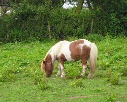 stallion Seva Little Lord (Shetland pony (under 87 cm), 1979, from Seva Harry O)