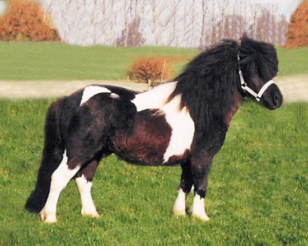 Deckhengst Kodna v.Vaders Erve (Shetland Pony, 1995, von Beauty van Roosendaal)