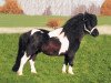 Deckhengst Kodna v.Vaders Erve (Shetland Pony, 1995, von Beauty van Roosendaal)