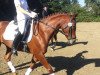 dressage horse Romelia 2 (Hanoverian, 2008, from Rascalino)