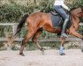 dressage horse Top die Wette gilt (German Riding Pony, 2018, from Tropenwind)