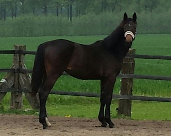 jumper Million Dollar Baby (Oldenburg show jumper, 2013, from Monte Cain)