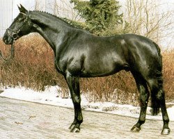 stallion Master DH 447 (Danish Warmblood, 1988, from Matcho AA)