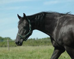 broodmare Whitney (Danish Warmblood, 1994)