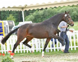 broodmare Showsister (Westphalian, 2006, from Show Star)