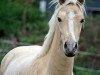 Springpferd Duffy's Golden Dream (Deutsches Reitpony, 2012, von Diego P)