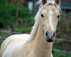 Springpferd Duffy's Golden Dream (Deutsches Reitpony, 2012, von Diego P)