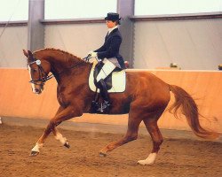 horse Willi-Bert (Hanoverian, 2004, from Wolkentanz I)