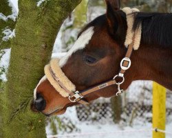 horse Lorena (German Sport Horse, 2004, from Long Island)