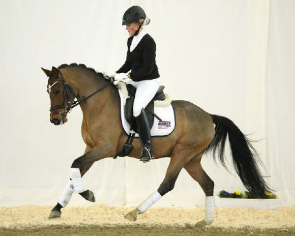 dressage horse Casus Knacksus (German Riding Pony, 2010, from Fs Coco Jambo)