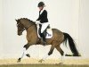 dressage horse Casus Knacksus (German Riding Pony, 2010, from Fs Coco Jambo)