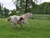 horse Danaé du Issel (Camargue horse, 2013, from Jauvas)