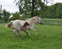 Pferd Danaé du Issel (Camargue-Pferd, 2013, von Jauvas)