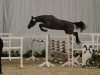 jumper Escando S (Hanoverian, 2011, from Escudo I)