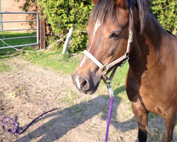 broodmare Bayska (Welsh-Pony (Section B), 1999, from Courage)