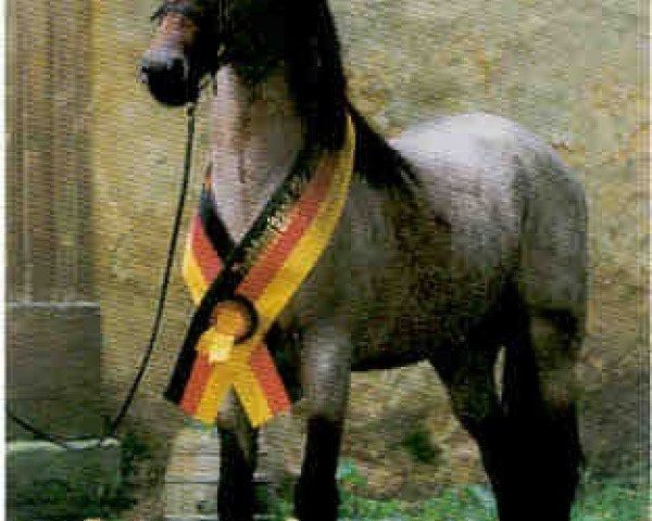 Deckhengst Breeton Toy (Welsh Pony (Sek.B), 1999, von Breeton Dai)