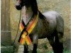 Deckhengst Breeton Toy (Welsh Pony (Sek.B), 1999, von Breeton Dai)