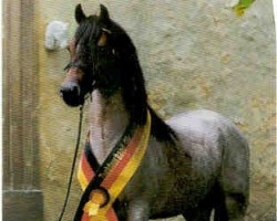 Deckhengst Breeton Toy (Welsh Pony (Sek.B), 1999, von Breeton Dai)