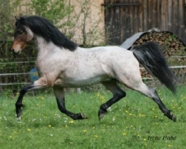 stallion Frankenhoehs Bentley (Welsh-Pony (Section B), 2007, from Breeton Toy)