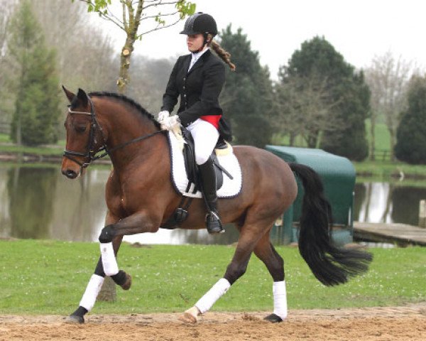 Pferd Wiechhof's Dolynus (New-Forest-Pony, 2008, von Donnatello D.J.)