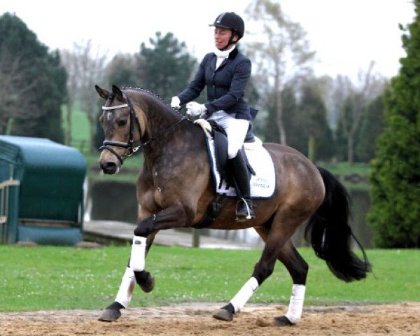 dressage horse Steendieks Chaccomo (German Riding Pony, 2010, from FS Chacco Blue)