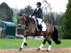 dressage horse Steendieks Chaccomo (German Riding Pony, 2010, from FS Chacco Blue)