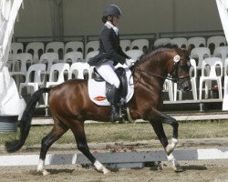 dressage horse Big-Boy V MF (German Riding Pony, 2006, from Bavarottie)