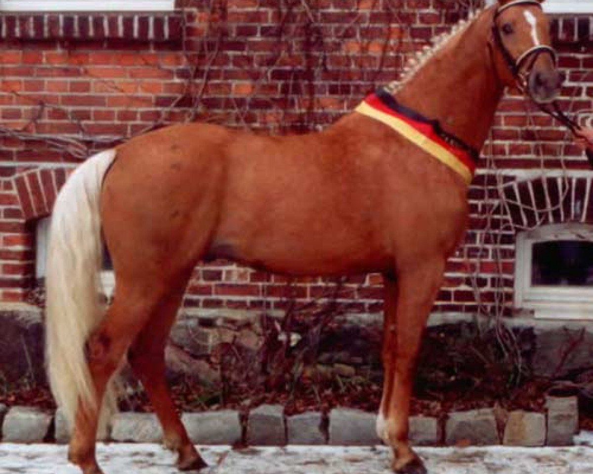Deckhengst Wolkenwind (Deutsches Reitpferd, 2003, von Wolkentanz I)