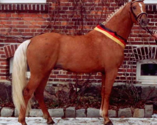 dressage horse Wolkenwind (German Warmblood, 2003, from Wolkentanz I)