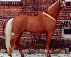 dressage horse Wolkenwind (Deutsches Reitpferd, 2003, from Wolkentanz I)