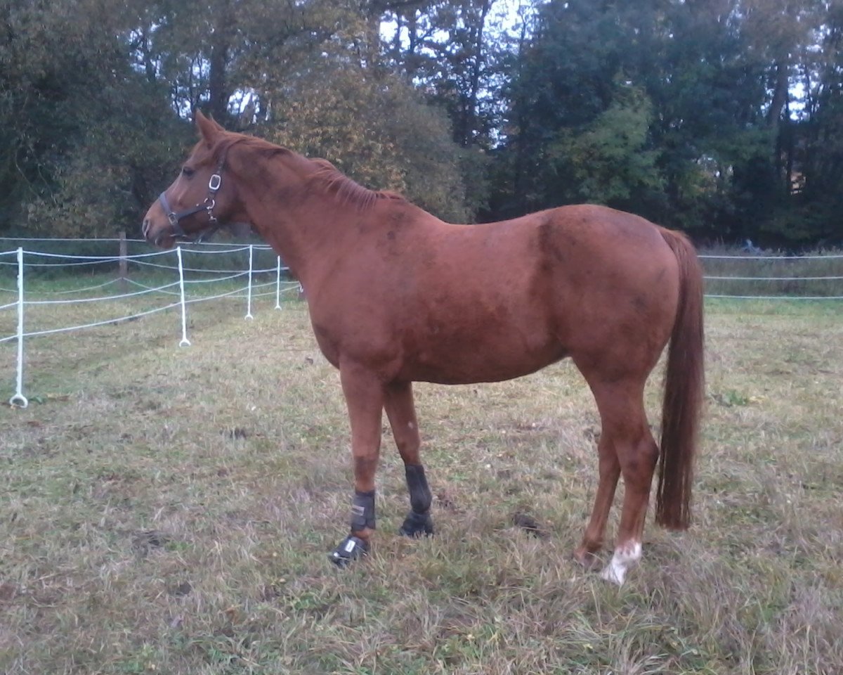 dressage horse Weatherford 2 (Hanoverian, 2001, from Wolkenstein II)