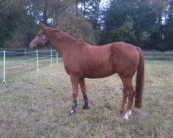 dressage horse Weatherford 2 (Hanoverian, 2001, from Wolkenstein II)