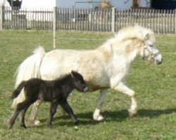 stallion Franzl vom Wertachtal (Dt.Part-bred Shetland pony, 2014, from Fabian)