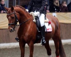 Springpferd A-Loveday (Deutsches Reitpony,  , von Seiron)