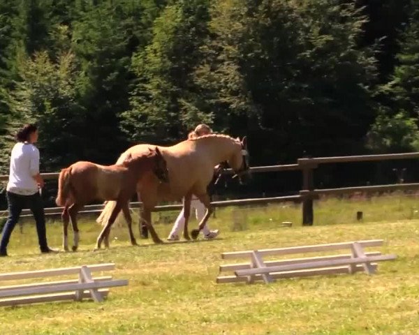 Video of Stute von FS Don't Worry