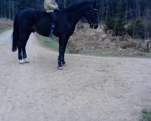dressage horse Saphir (Bavarian, 1999, from Shamane)