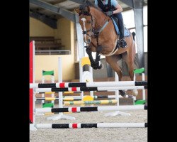 dressage horse Leeve Jung (Rhinelander, 2008, from Lugato)