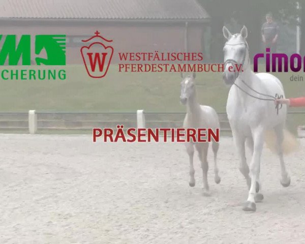Stuten- und Fohlenschau in Heiden am 02.07.2014