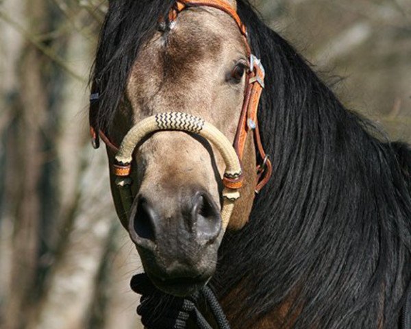 Pferd Sawdust Rustin Heels (Quarter Horse, 2003, von Flashy Von Hollywood)