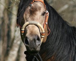 horse Sawdust Rustin Heels (Quarter Horse, 2003, from Flashy Von Hollywood)