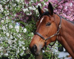 Springpferd Ghanima (Rheinländer, 2003, von Grosso Z)