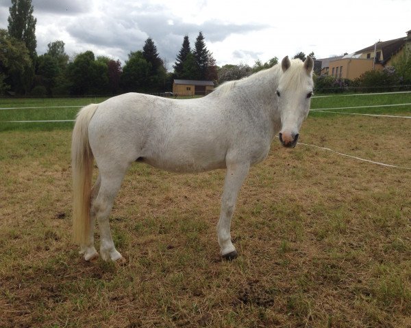 broodmare Perle (Camargue horse, 1999)