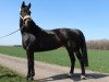 broodmare Esta (Hanoverian, 1996, from Escudo I)