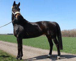 broodmare Esta (Hanoverian, 1996, from Escudo I)