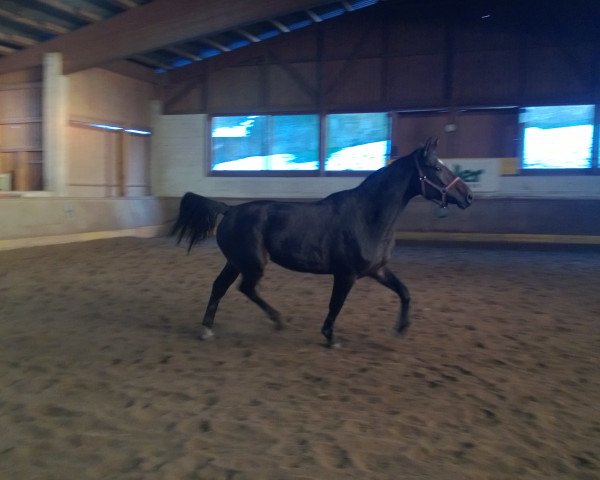 broodmare Kleons Juanita (Oldenburg show jumper, 2009, from Captain Fire)