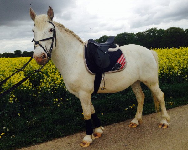 Dressurpferd Luna (Irish Draught Horse, 2007)