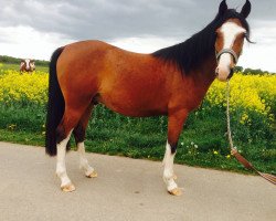 horse Dartagnan (Arab half breed / Partbred, 2011, from El Bouran Gelfa ox)