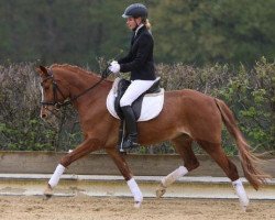 Dressurpferd Contessa de Luxe (Deutsches Reitpony, 2009, von Top Champy)