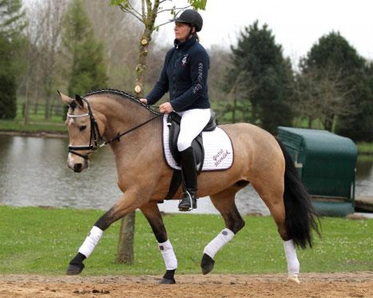 broodmare Steendieks Liebling (German Riding Pony, 2009, from FS Chambertin)