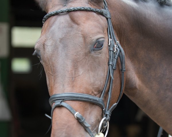 dressage horse Dissideria (Westphalian, 2001, from Dinard L)